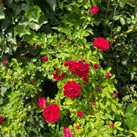 Greti 埃尔瓦尔德