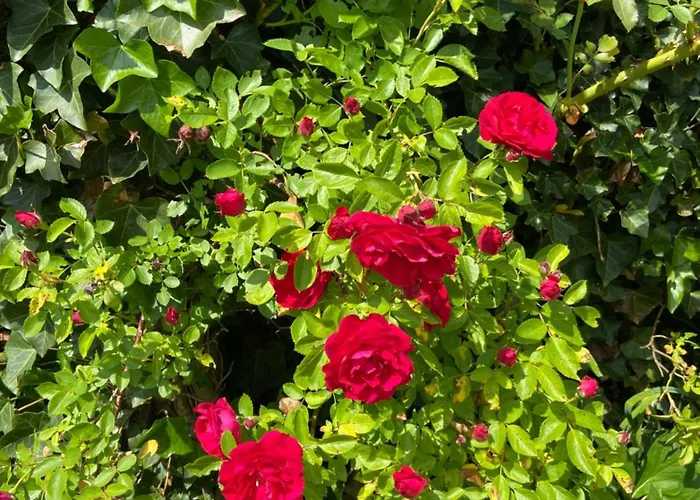 Greti Эрвальд